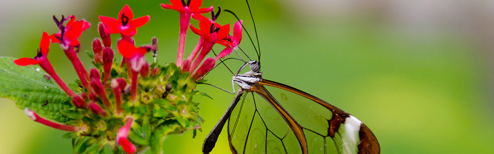 A butterfly is sucking nectar from a vibrant flower. The rest of the background is blurred out.